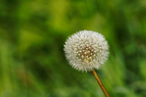 loewnzahn flora nature