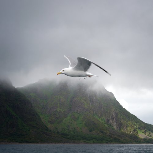 lofoten  seagull  bird