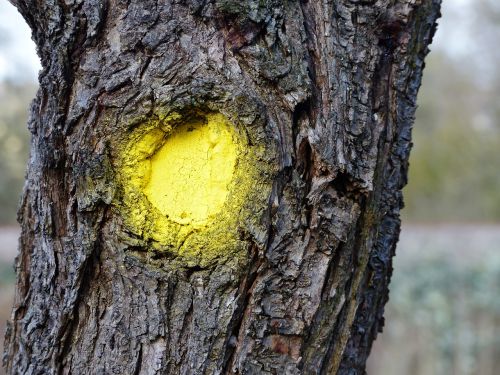 log bark yellow dot