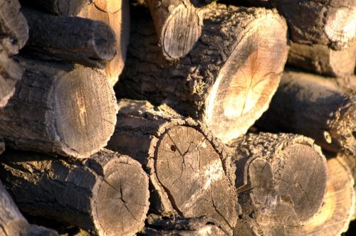 log wood sun