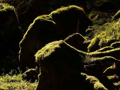 log root forest