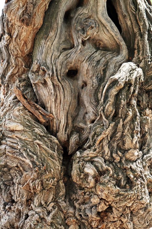 log wood bark