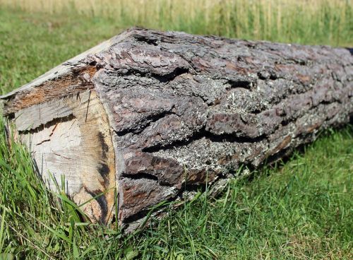 log timber cut