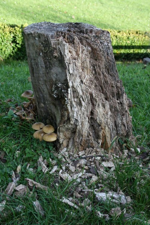 log mushroom nature