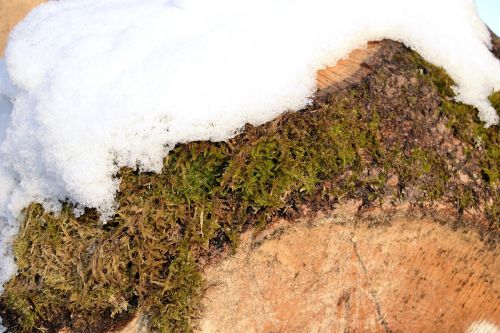 log grain moss