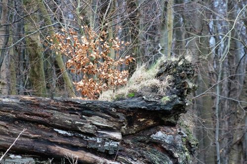 log uprooted rots