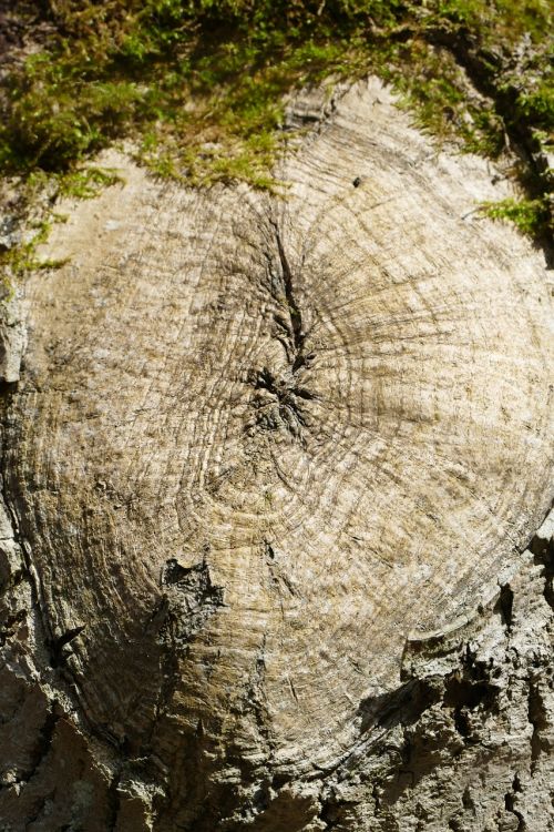 log tree knot idyllic