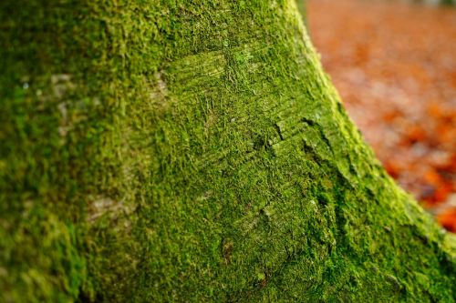 log beech green