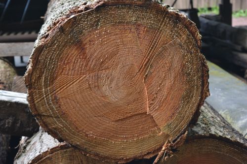 log annual rings wood