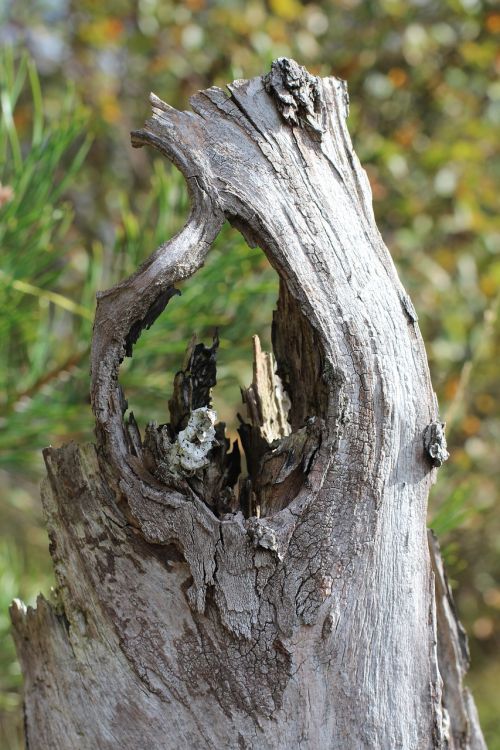 log tree stump tree