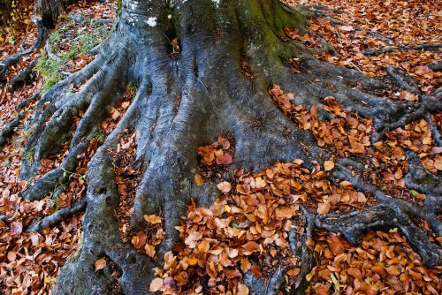 log root autumn