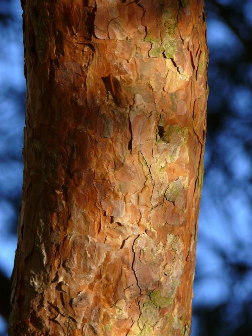 log bark twilight