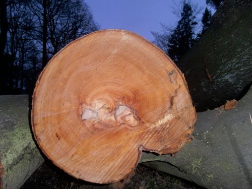log wood tree trunks