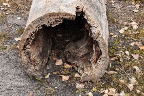 log hollow wood