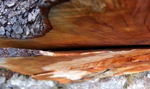 log saw cut tree cases