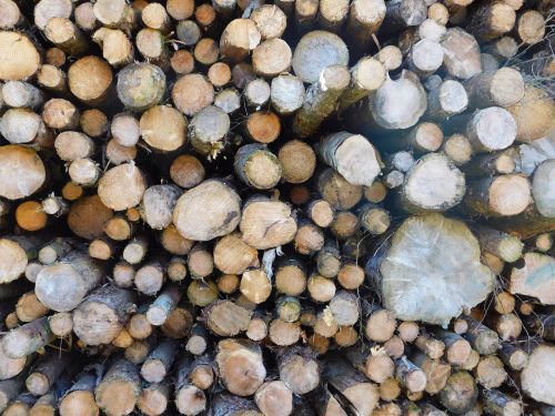 log tree lumber