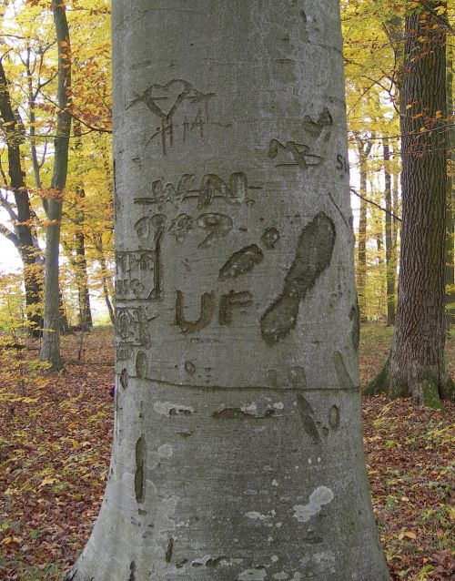 log forest engraved