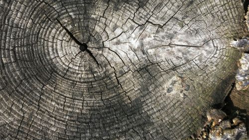 log rings tree