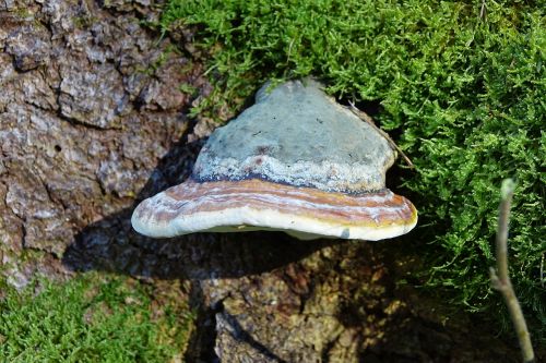 log mushroom forest