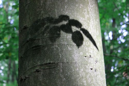 log beech shadow