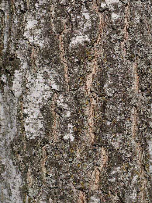 log tree bark