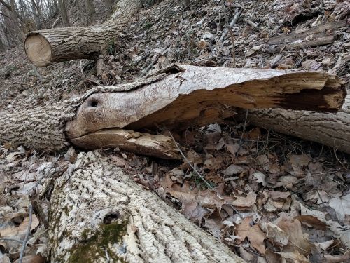 log wood fallen trees