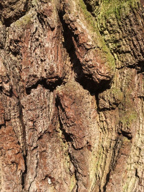 log old tree gnarled