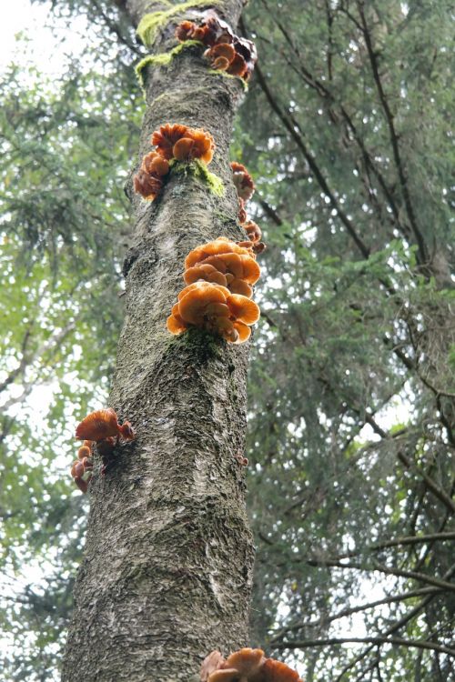 log mushrooms fungal growth