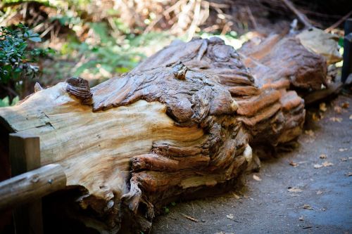 log woods nature