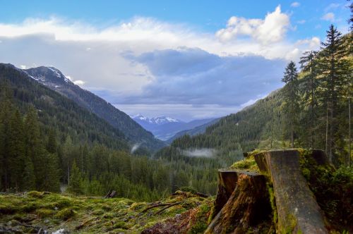 log tree forest