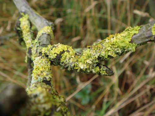 log lichen weave