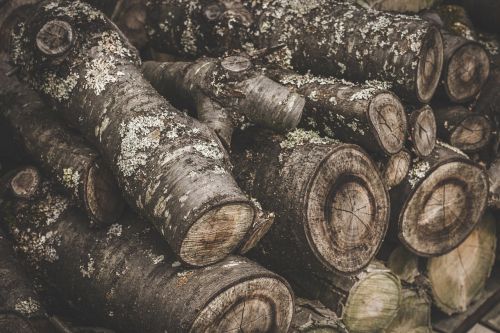 log trunk wood