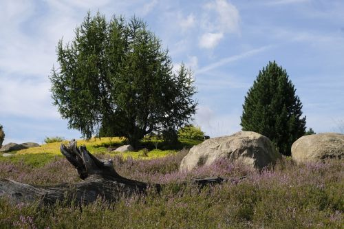 log meadow landscape