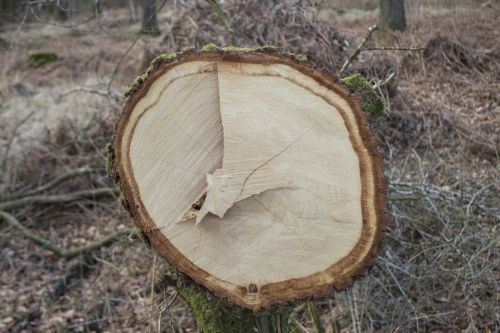 log bark sawed off