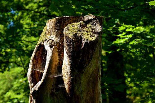 log forest moss