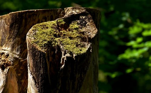 log forest moss