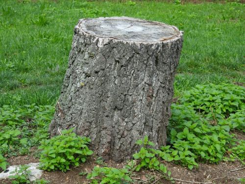 log tree stump reported
