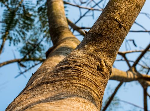 log tree bark