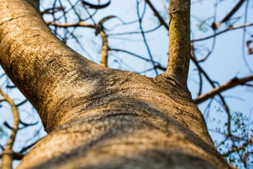 log tree bark