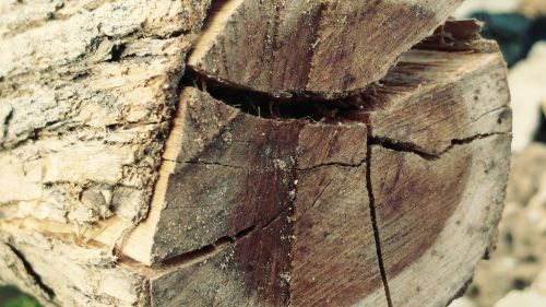log cracked bark