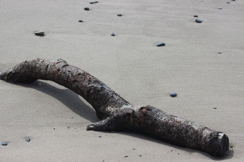 log sand beach