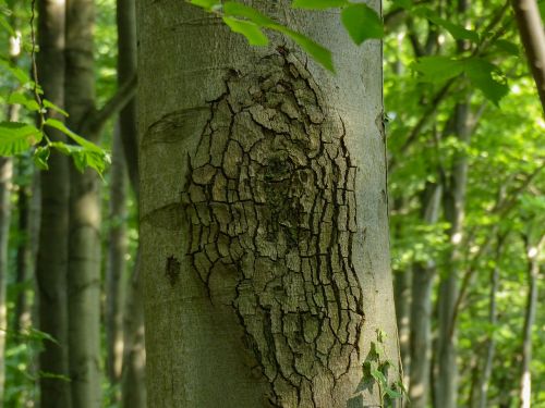 log bark nature