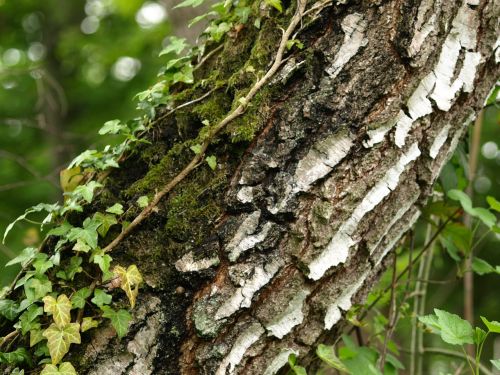 log birch bark