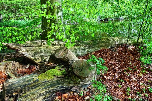 log  trunk  cut