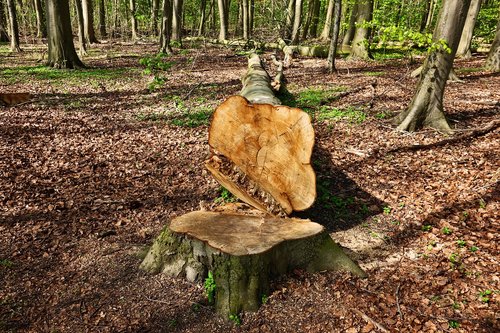 log  wood  cut