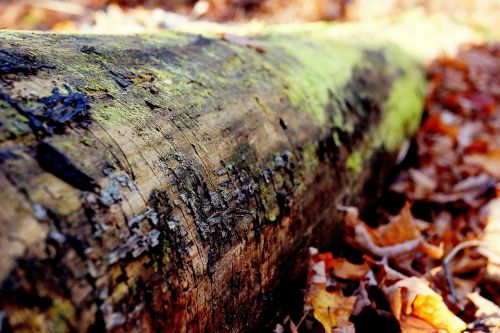 log tree trunk