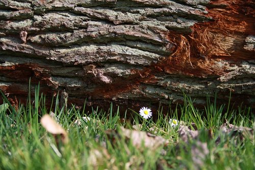 log  daisy  nature