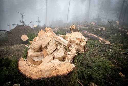 log  wood  forest