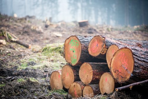 log  wood  forest