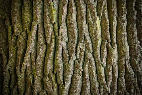 log  tree  bark